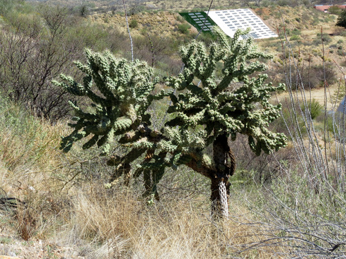 Chain-fruit Cholla
