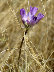 Dipterostemon capitatus pauciflorus