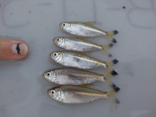 Tweekleurstaart-tetra (Moenkhausia dichroura) — Characidae — 4