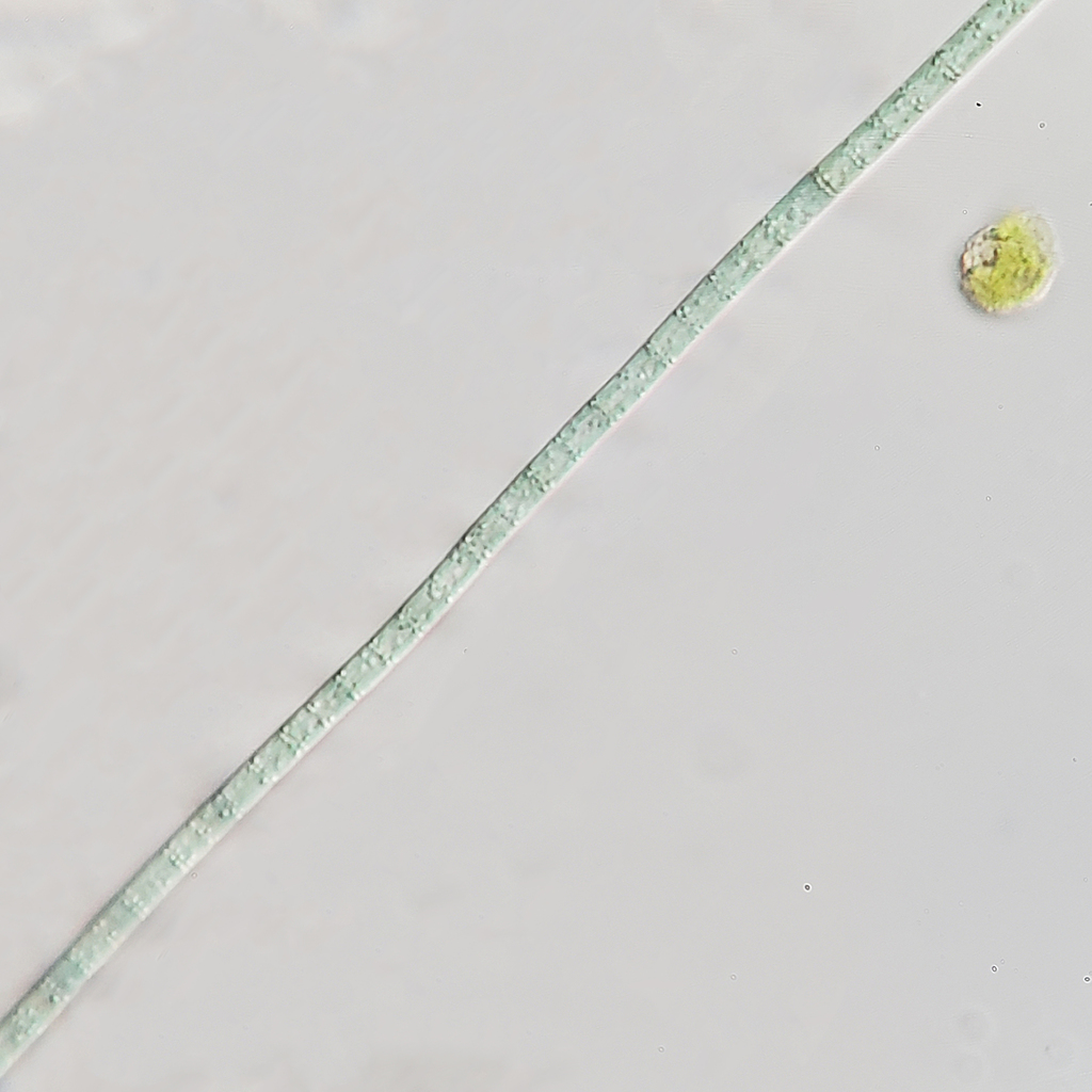 Oscillatoria granulata