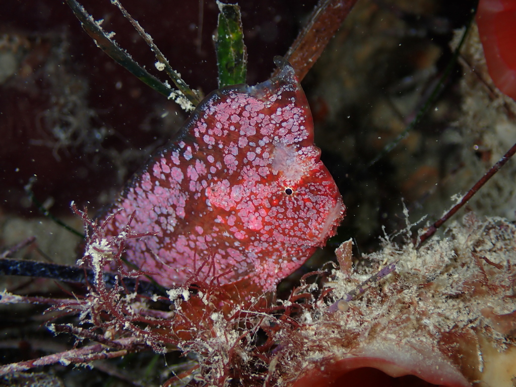 Whiskered prowfish (Neopataecus waterhousii) — Pataecidae