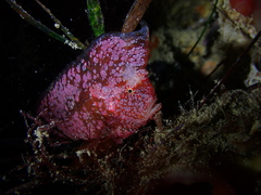 Whiskered Prowfish photo 3