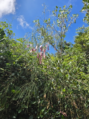 Image of Securidaca virgata by (c) ritirene, some rights reserved (CC BY)