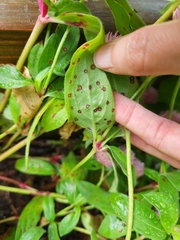 Media resource of Alternaria gomphrenae