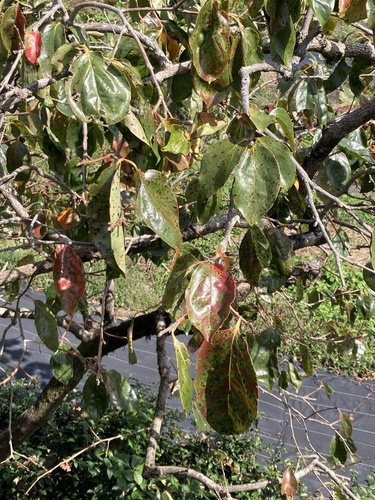 Diospyros kaki