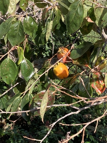 Diospyros kaki