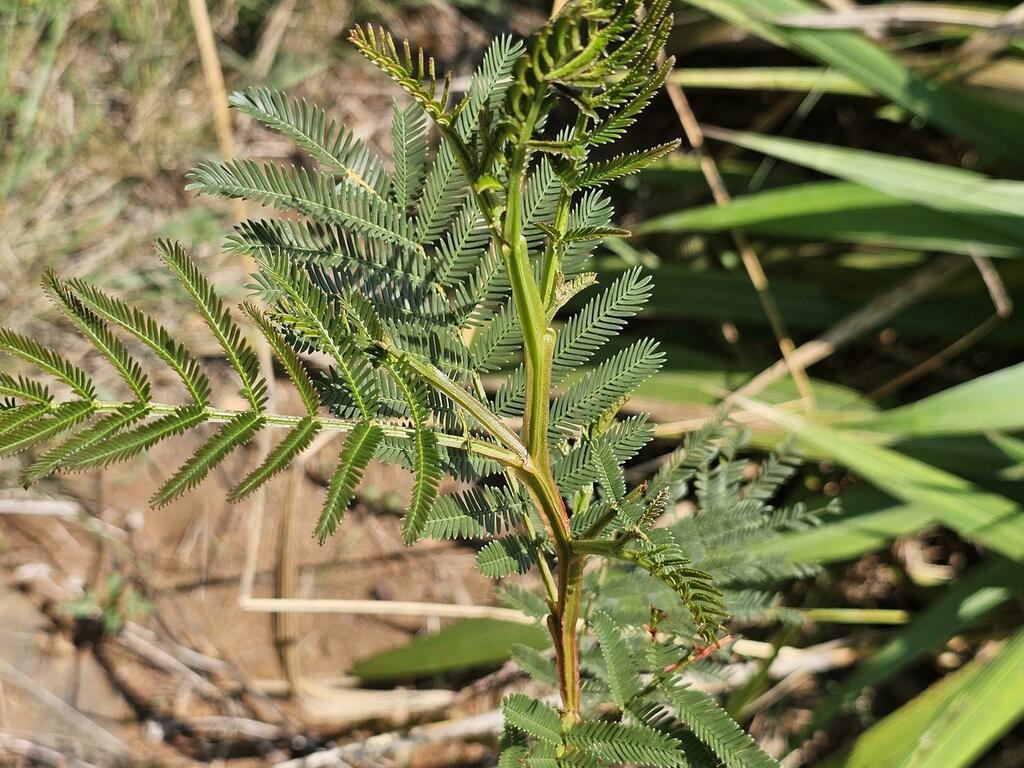 Sydney green wattle from Ehlanzeni District Municipality, South Africa ...