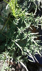 Perideridia californica