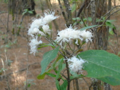 Ageratina glabrata