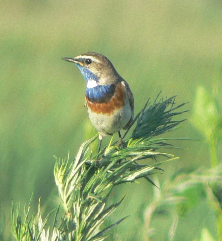 Bluethroat