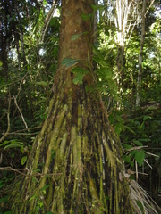 Iriartea deltoidea