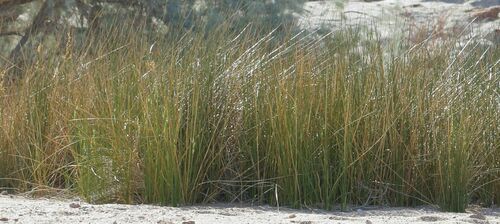 Rush (Juncus rigidus)