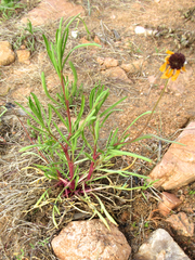 Helenium amarum badium