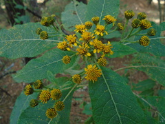 Verbesina oncophora