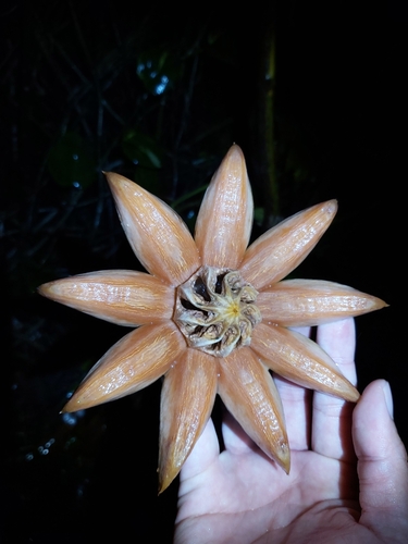 Clusia rosea
