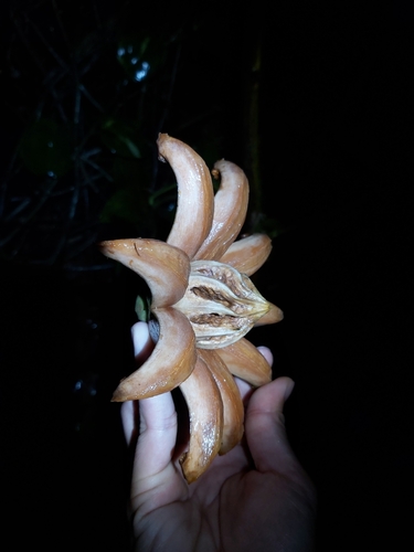 Clusia rosea