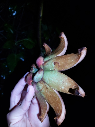 Clusia rosea