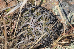 Echinofossulocactus pentacanthus