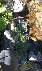 Perideridia californica