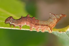 Notodonta tritophus