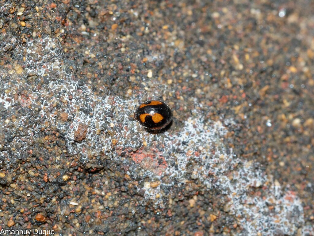 Parexochomus bellus