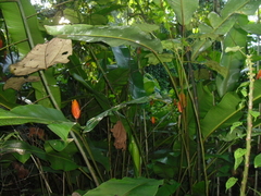 Heliconia episcopalis