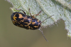 Pachybrachis hieroglyphicus