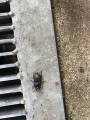 Aegus subnitidus subnitidus