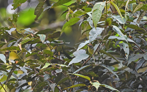 Yellow-breasted Antwren (Herpsilochmus axillaris)
