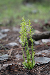 Habenaria filifera