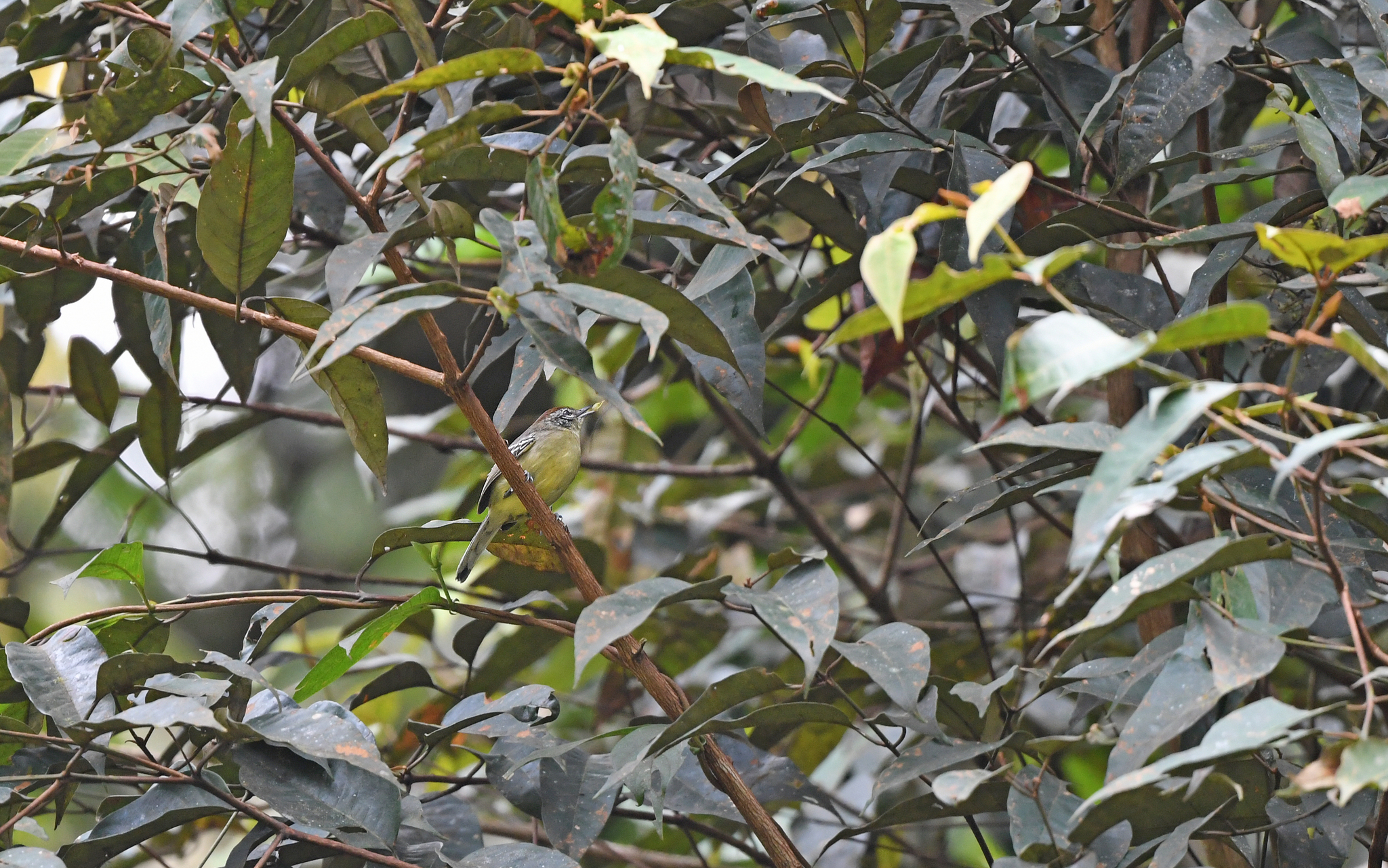 Yellow-breasted Antwren (Herpsilochmus axillaris), photo 2