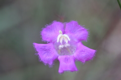 Agalinis peduncularis
