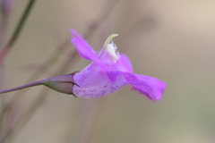 Agalinis peduncularis