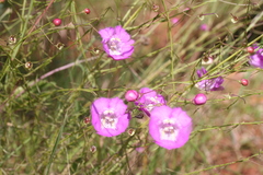 Agalinis peduncularis