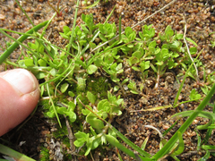 Lysimachia minima