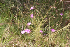 Agalinis peduncularis