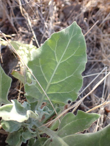 Image of Nicotiana paniculata by (c) W Rao, some rights reserved (CC BY)