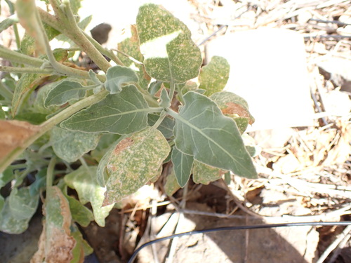 Image of Nicotiana paniculata by (c) W Rao, some rights reserved (CC BY)