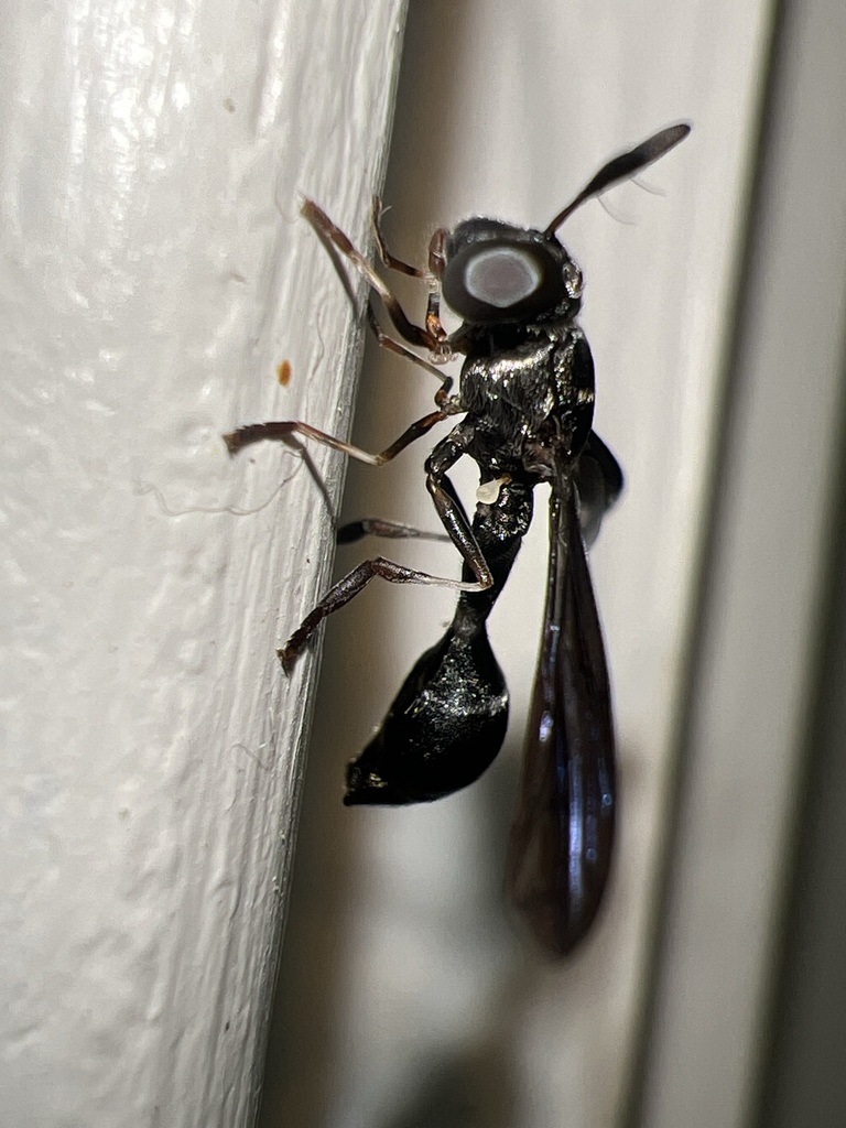 Bare-bellied Squeezetail