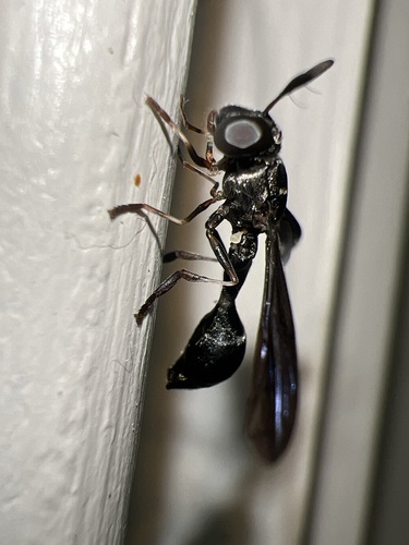 Bare-bellied Squeezetail
