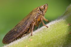 Omalophora pectoralis