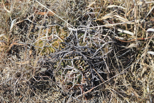 Stenocactus obvallatus