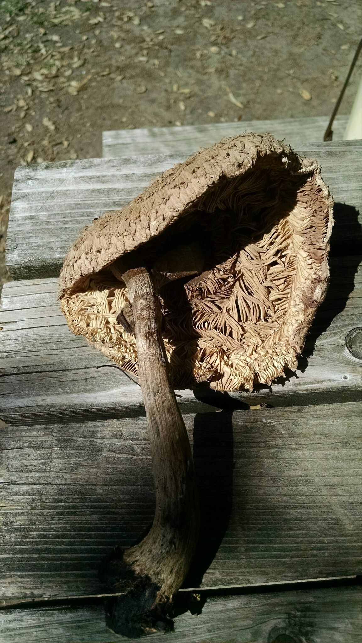 Chlorophyllum brunneum image