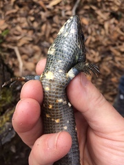 Abronia lythrochila