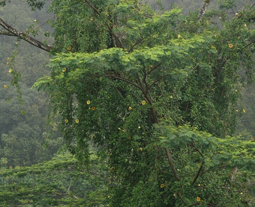 Image of Solandra maxima by (c) Tim, some rights reserved (CC BY)