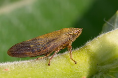 Omalophora pectoralis