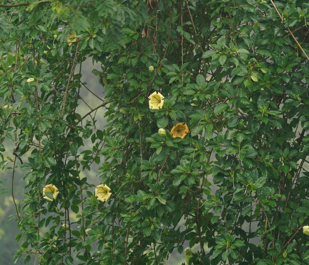 Solandra maxima, Hawaii County, HI, USA