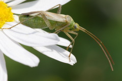 Adelphocoris lineolatus