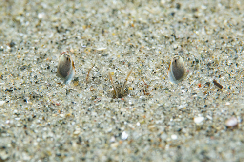 Ocellate Lady Crab, Rockport, MA, USA, photo 7 of 10