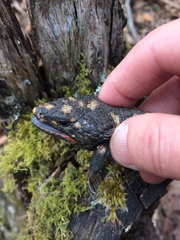 Abronia lythrochila